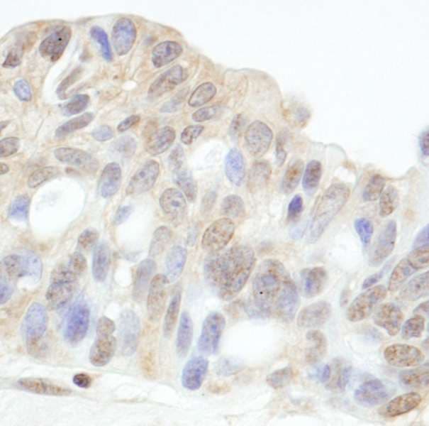 HDAC7 Antibody (aa425-475)