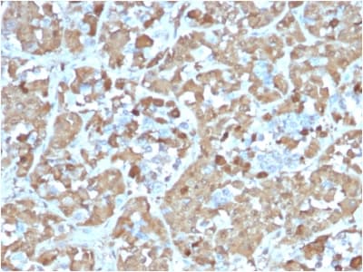 GH / Growth Hormone Antibody (aa58-187, clone rGH/1450, Azide-free, Carrier-free)