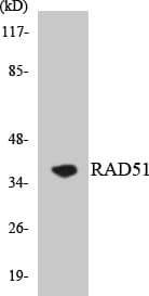 Polyclonal Rabbit anti-Human RAD51 / RECA Antibody (aa260-309, WB)