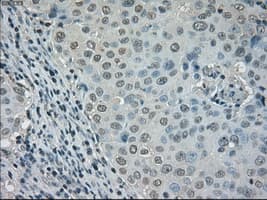 DHFR Antibody (clone OTI6G7)
