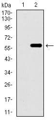 Monoclonal Mouse anti-Human WDR66 Antibody (clone 2A6F7, aa1-250, WB)