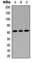 GGTLA1 / GGT5 Antibody (Internal)