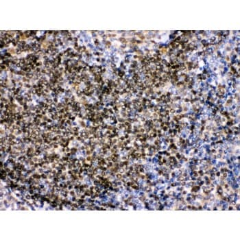 PAX2 Antibody (aa248-282)