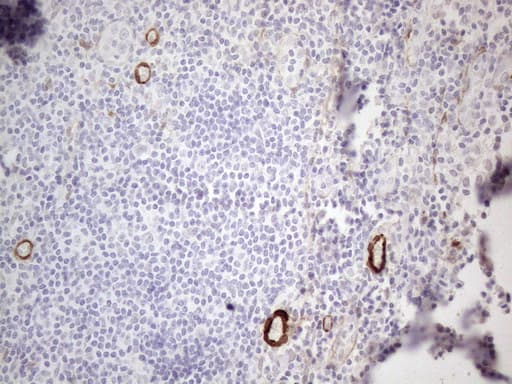 CSF2 / GM-CSF Antibody (aa18-144, clone OTI8G5, Carrier-free)