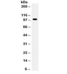 TNFRSF11A / RANK Antibody