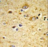 GSTA4 Antibody (aa62-90)