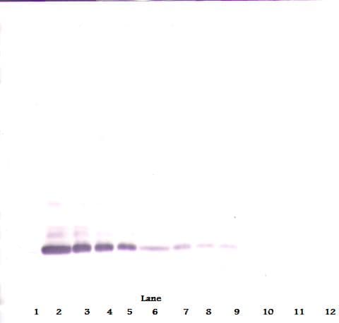 PathPlus™ BMP7 Antibody (aa315-431)
