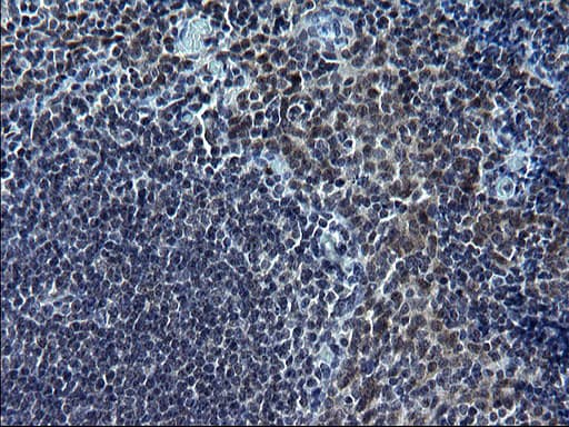 SMAD1 Antibody (clone OTI2D2)