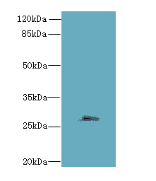 FAM122B Antibody