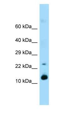 REG1A Antibody (C-Terminus)