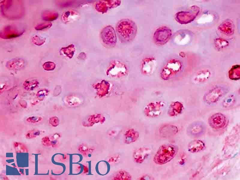 IHC-plus™ Monoclonal Mouse anti-Human Proteoglycan, Cartilage, Adult Antibody (IHC, WB)