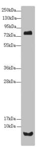 UQCR10 / UCRC Antibody