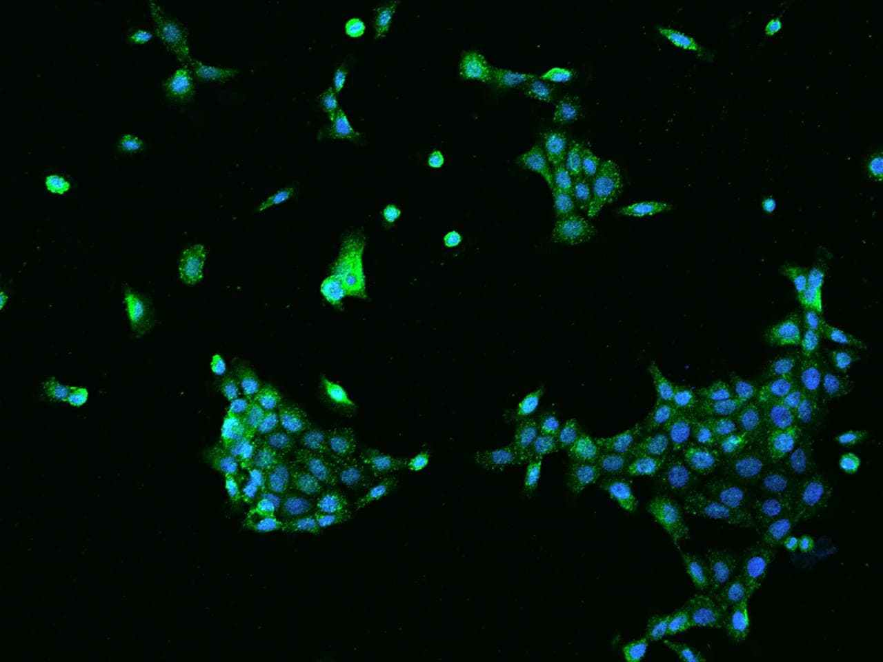 Polyclonal Rabbit anti-Human SNX3 Antibody (IHC, IF, WB)