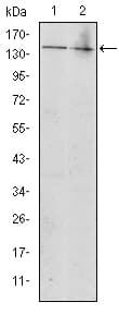 c-Kit / CD117 Antibody (clone 1C5)