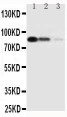 CD163 Antibody (aa1092-1109)