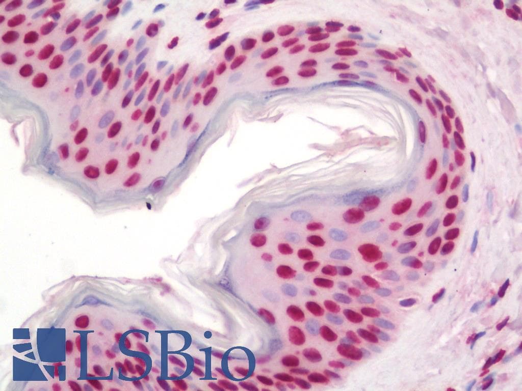 IHC-plus™ DDIT3 / CHOP Antibody (clone 3H7)