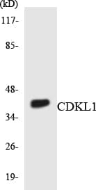 Polyclonal Rabbit anti-Human CDKL1 Antibody (aa252-301, WB)