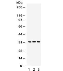 BCL10 / BCL-10 Antibody (aa1-233)