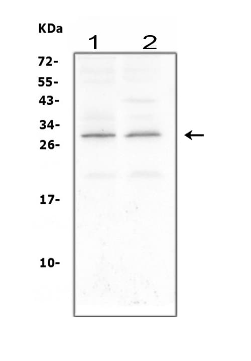 CNTF Antibody (aa2-198)