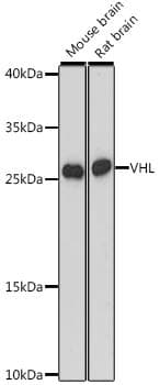 VHL / Von Hippel Lindau Antibody