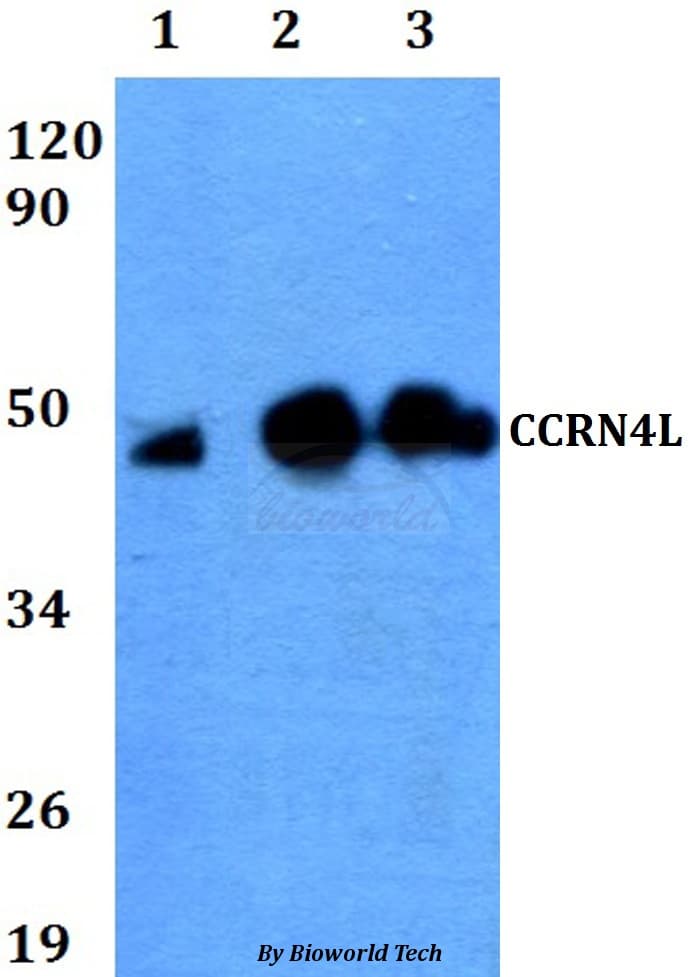 Polyclonal Rabbit anti-Human CCRN4L / Nocturnin Antibody (WB)