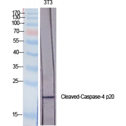 Polyclonal Rabbit anti-Human CASP4 / Caspase 4 Antibody (40-120 aa, Internal, IHC, WB)