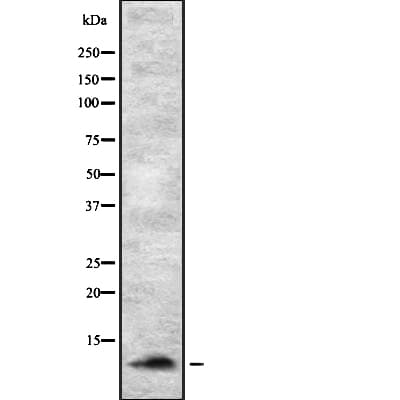 SUMO2 Antibody