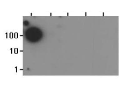 Polyclonal Rabbit anti-Human HIST3H3 Antibody (Me-Lys37, IF, WB)
