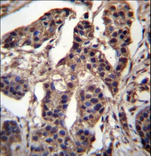 C7orf25 Antibody (aa1-30)