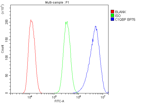 GC1qR / C1QBP Antibody