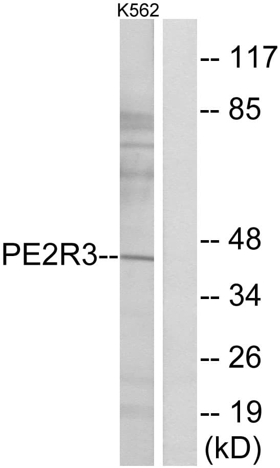 PTGER3 / EP3 Antibody (aa1-50)