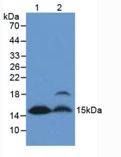 FABP4 / AP2 Antibody (aa2-132, Biotin)