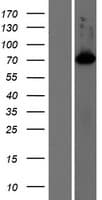 SHCBP1L / C1orf14 Protein (Over-Expression Lysate Myc-DDK (Flag))