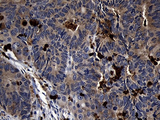 FAM131C Antibody (clone OTI6E2, Carrier-free)
