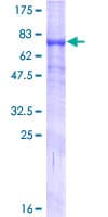 Human TMPRSS5 Protein (Recombinant GST)