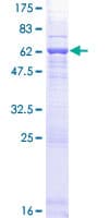 Human OSGEP Protein (Recombinant GST)