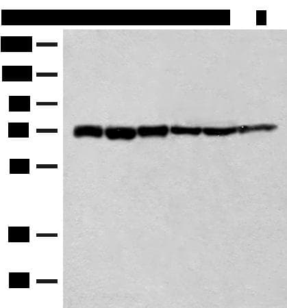 TCF25 Antibody