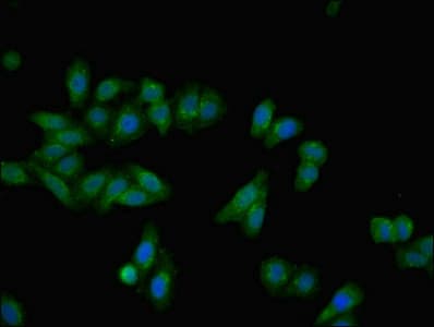 IHC-plus™ AHSG / Fetuin A Antibody
