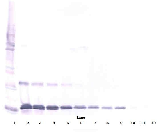 IL16 Antibody