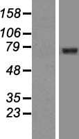 GGA2 Protein (Over-Expression Lysate Myc-DDK (Flag))