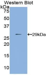 MMP24 Antibody (aa429-642)