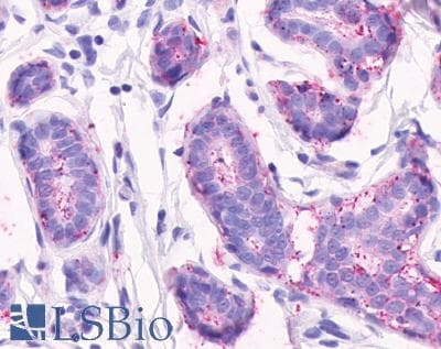 PathPlus™ CELSR2 Antibody (N-Terminus)