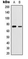 YAP / YAP1 Antibody (phospho-Ser127)