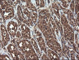APP / Beta Amyloid Precursor Antibody (clone OTI7B8, Carrier-free)