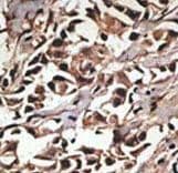 PRMT7 Antibody (aa660-692)