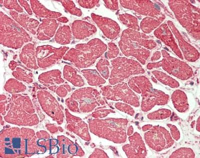 PathPlus™ Actin Antibody (clone mAbGEa)