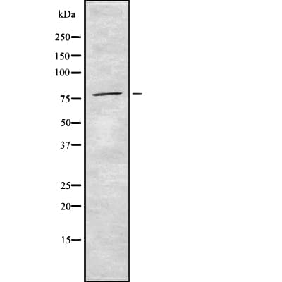 Polyclonal Rabbit anti-Human SLC26A5 Antibody (IHC, WB)