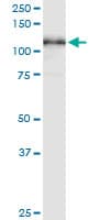 MCM3 Antibody (clone 3E11)