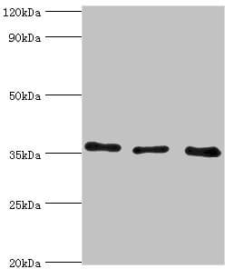 ANXA4 / Annexin IV Antibody (aa110-319)