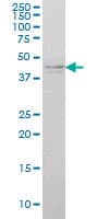 IKBKG / NEMO / IKK Gamma Antibody (clone 4G9)